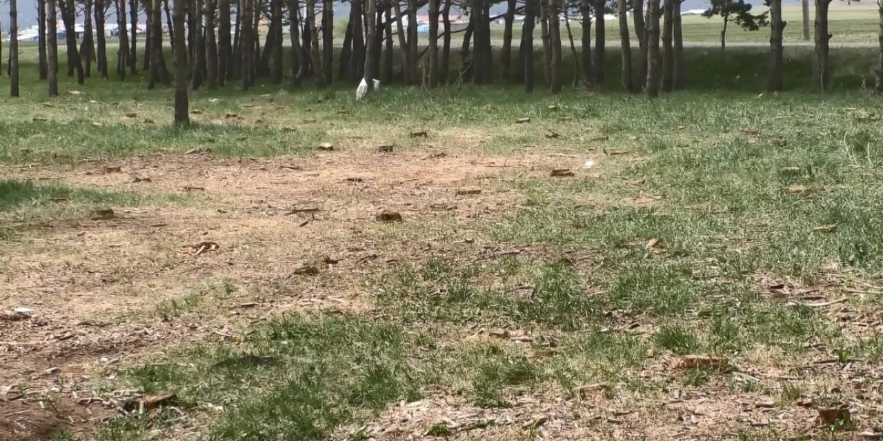 Kars’ta Tarhi Tren İstasyonundaki Kuru Çam Ağaçları Kesildi