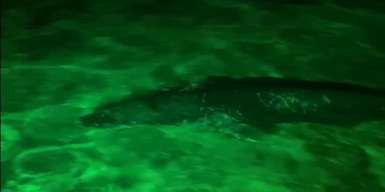 Bodrum’da Akdeniz Foku Gece Kulübüne Geldi