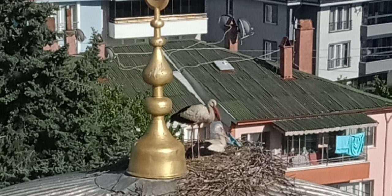 Kafasına Poşet Takılan Leyleğin Yardımına Ekipler Yetişti