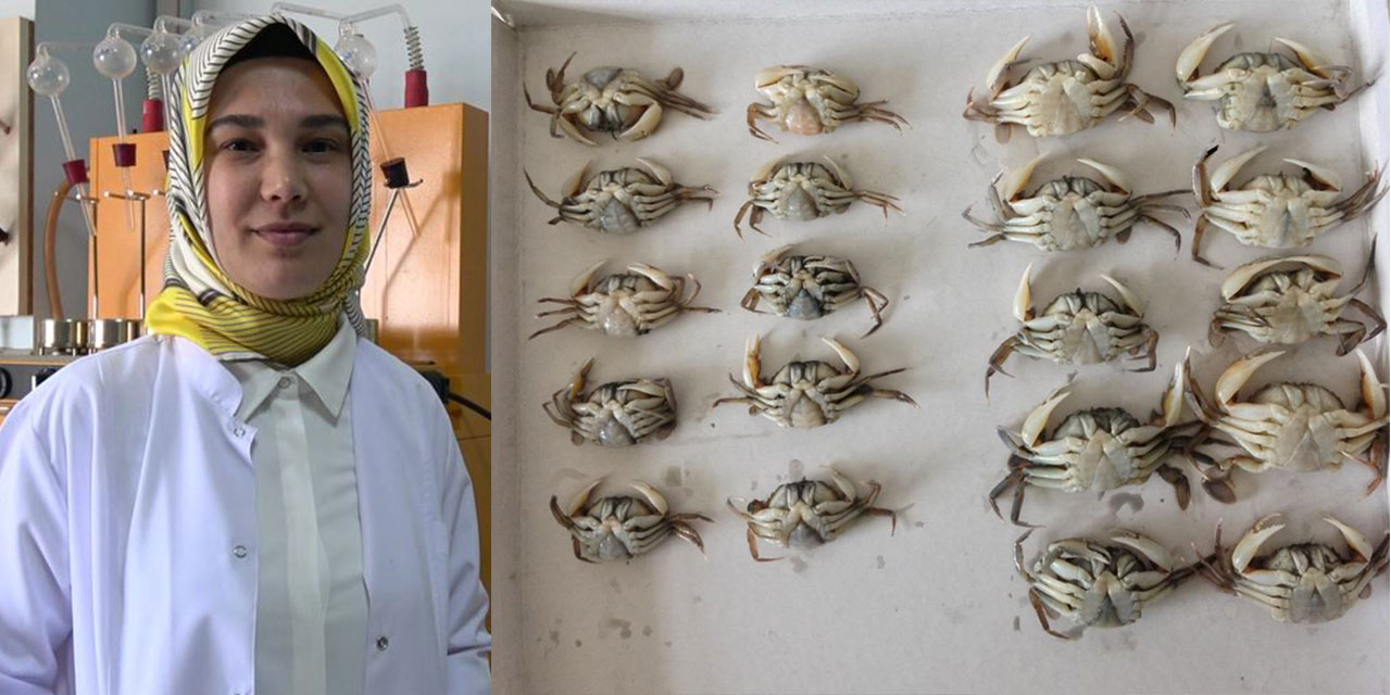 RTEÜ'lü Öğretim Üyesi Demirbaş'tan Liman Yengeci ile Hem Ekonomiye Hem Gıda Sektörüne Katkı