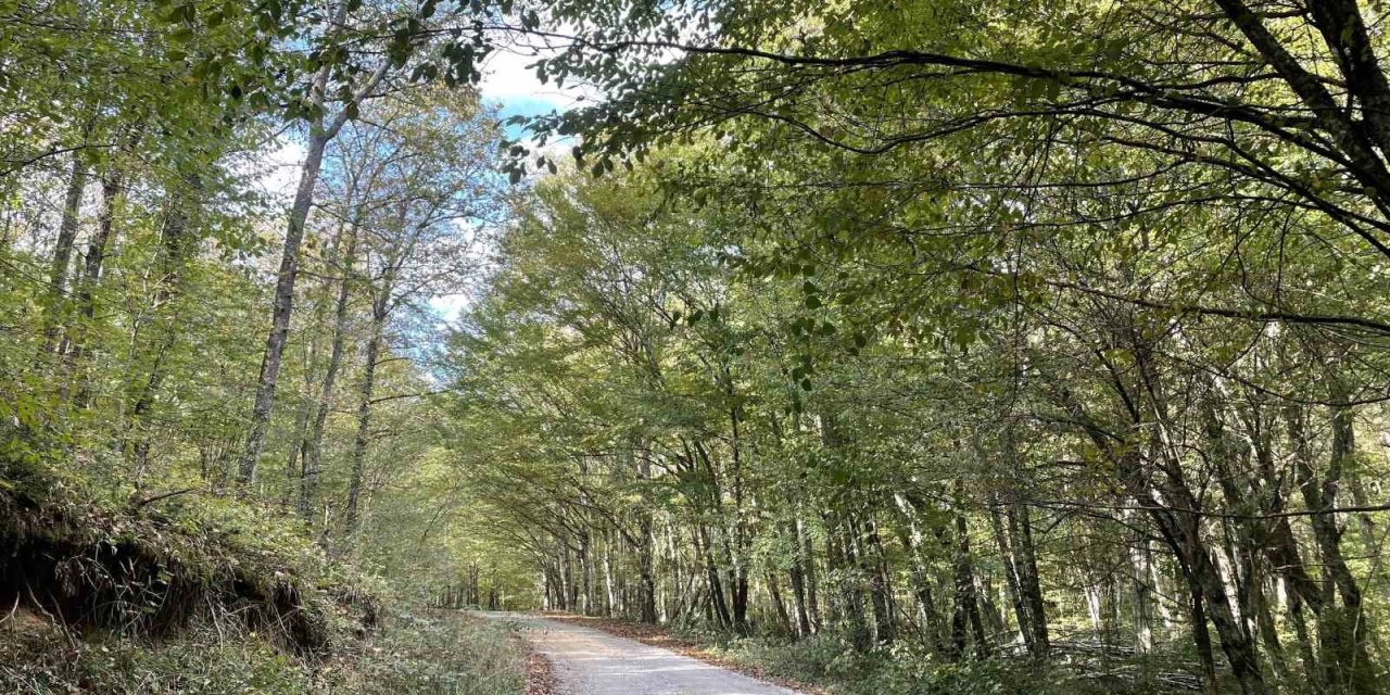 Kırklareli’nde Ormanlara Giriş 177 Gün Süreyle Yasaklandı