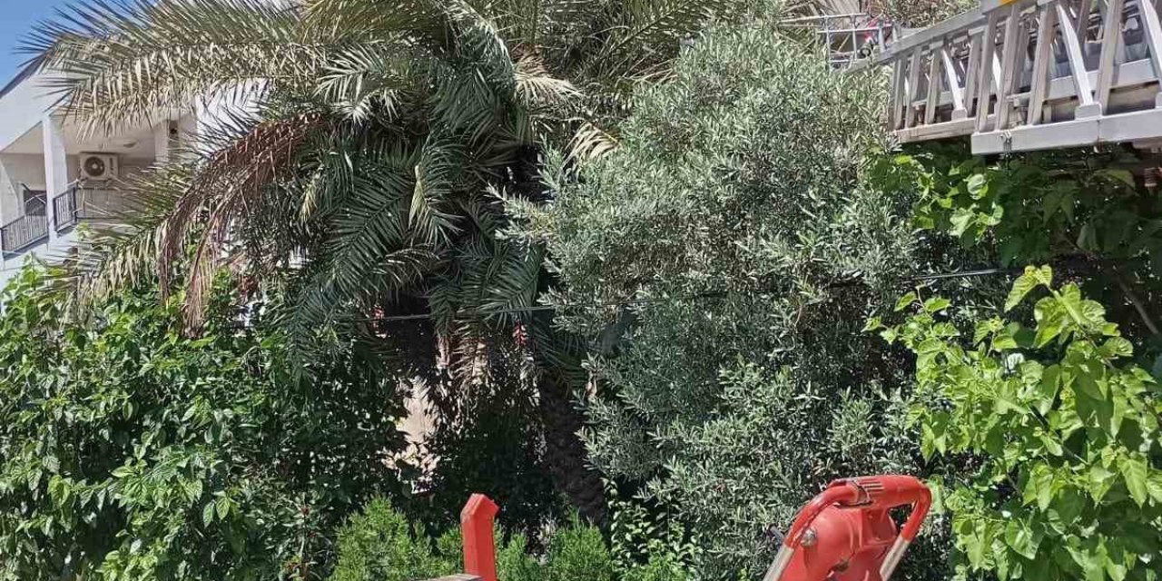 Payas’ta Ağaçta Mahsur Kalan Kedi Kurtarıldı