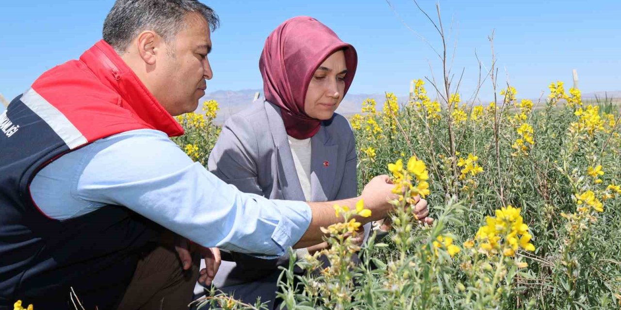 Eber Sarısı’nın Korunması İçin Başlatılan Çalışmalar Sürüyor