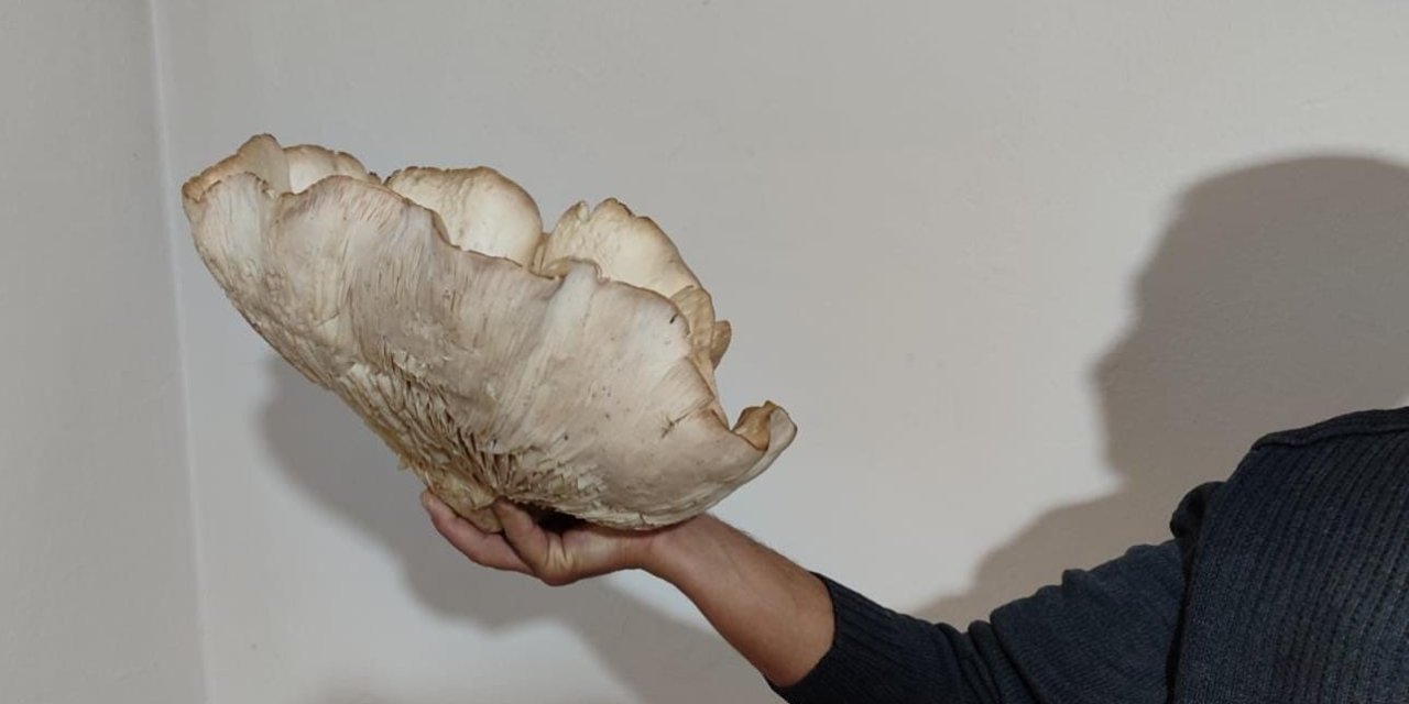 3 Kilo 120 Gramlık Kunkor Mantarı Görenleri Şaşırttı