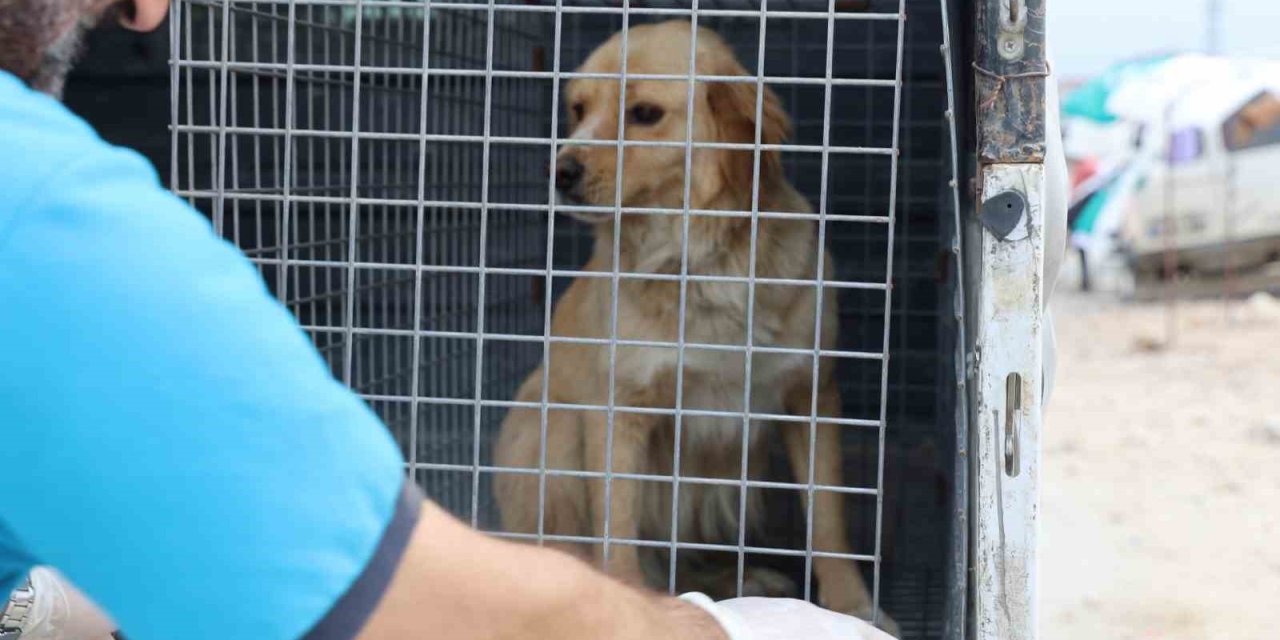 Ölümle Sonuçlanabilen Kuduzla İlgili Veterinerden Aşı Uyarısı