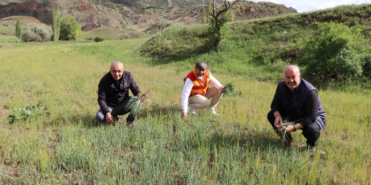 Erzurum’un Dağlarında Yemlik Bereketi