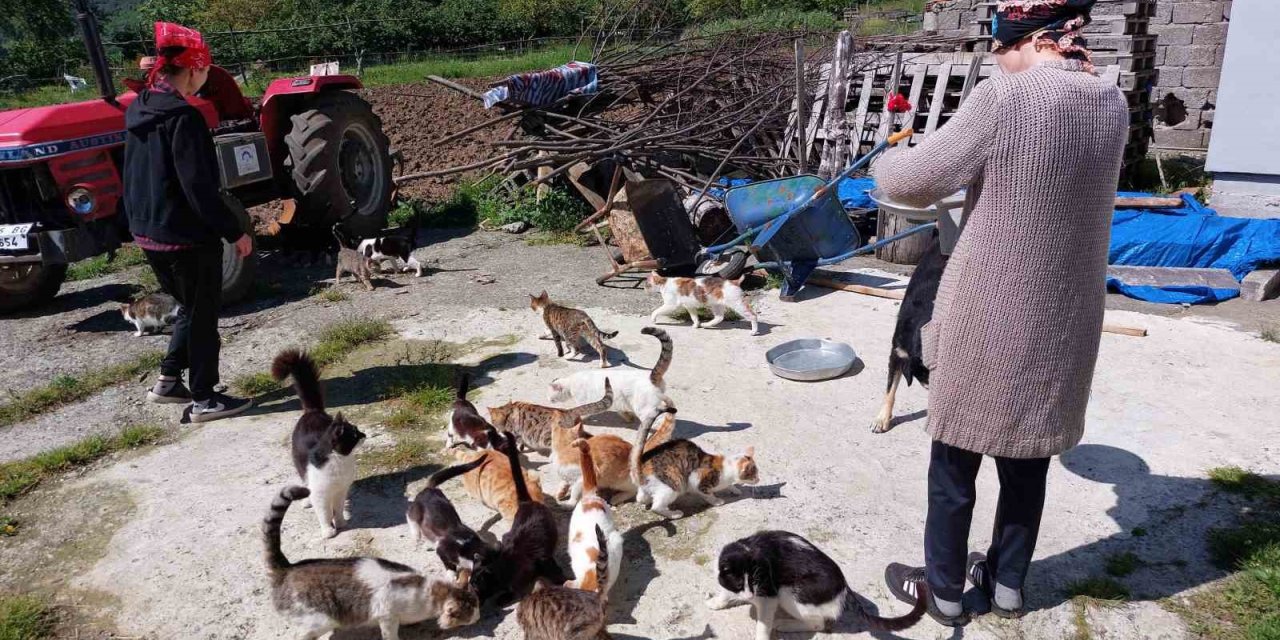 Sahiplendikleri 40 Kedi Ve 8 Köpeğe El İşi Yaparak Bakıyorlar