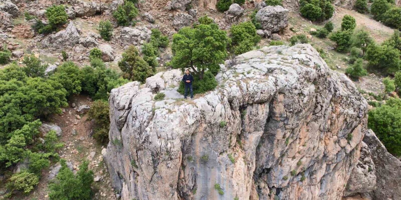 Kayanın Üzerindeki Ağaç Görenlerin Dikkatini Çekiyor