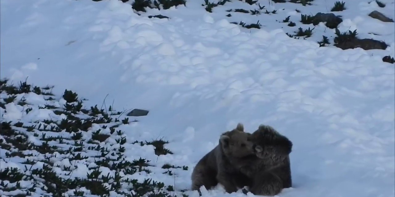 Boz Ayıların Kar Eğlencesi