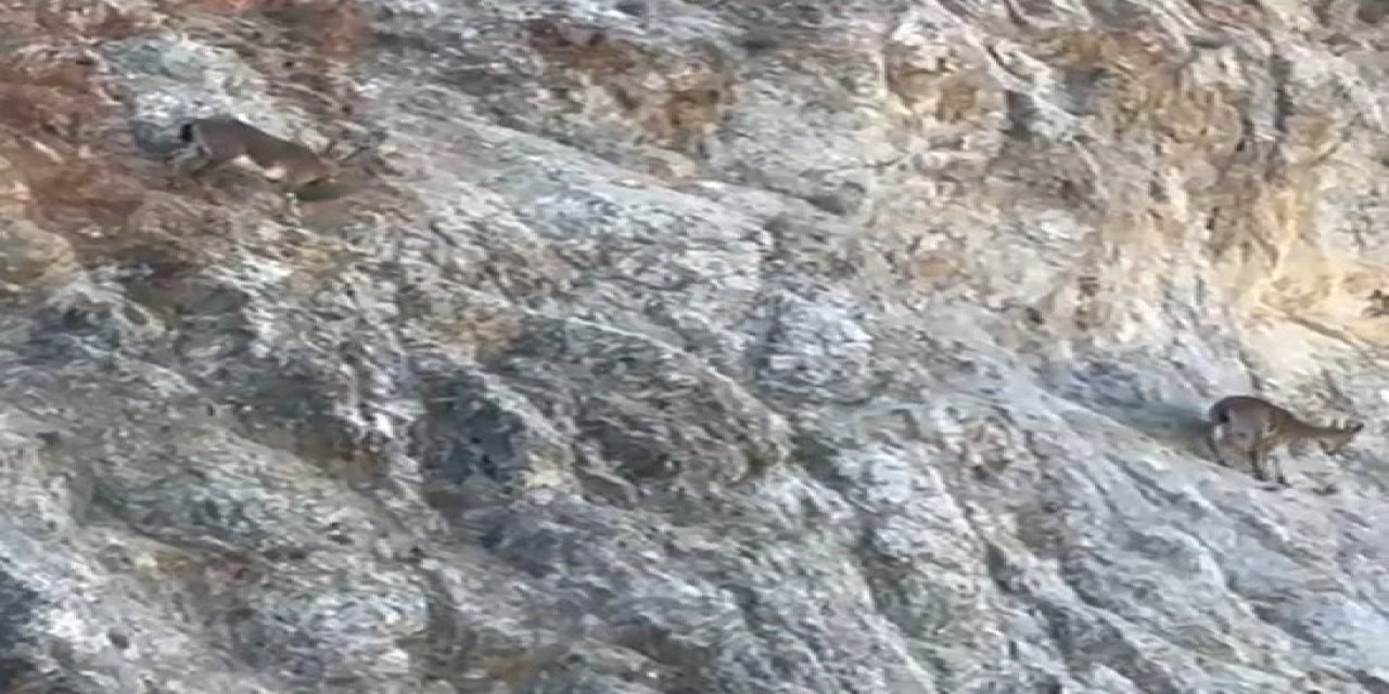 Harşit Çayı’nda Su Samuru, Torul’da Yaban Keçisi Görüntülendi