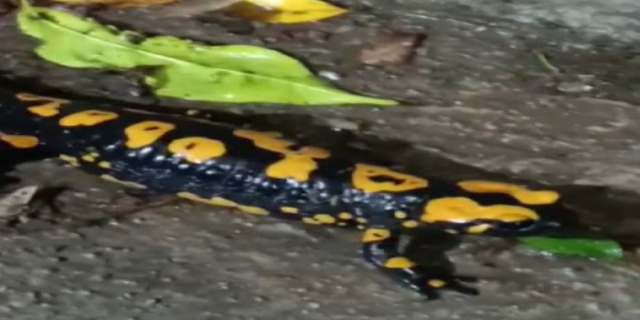 Nesli Tükenmekte Olan ’anadolu Semenderi’ Görüntülendi