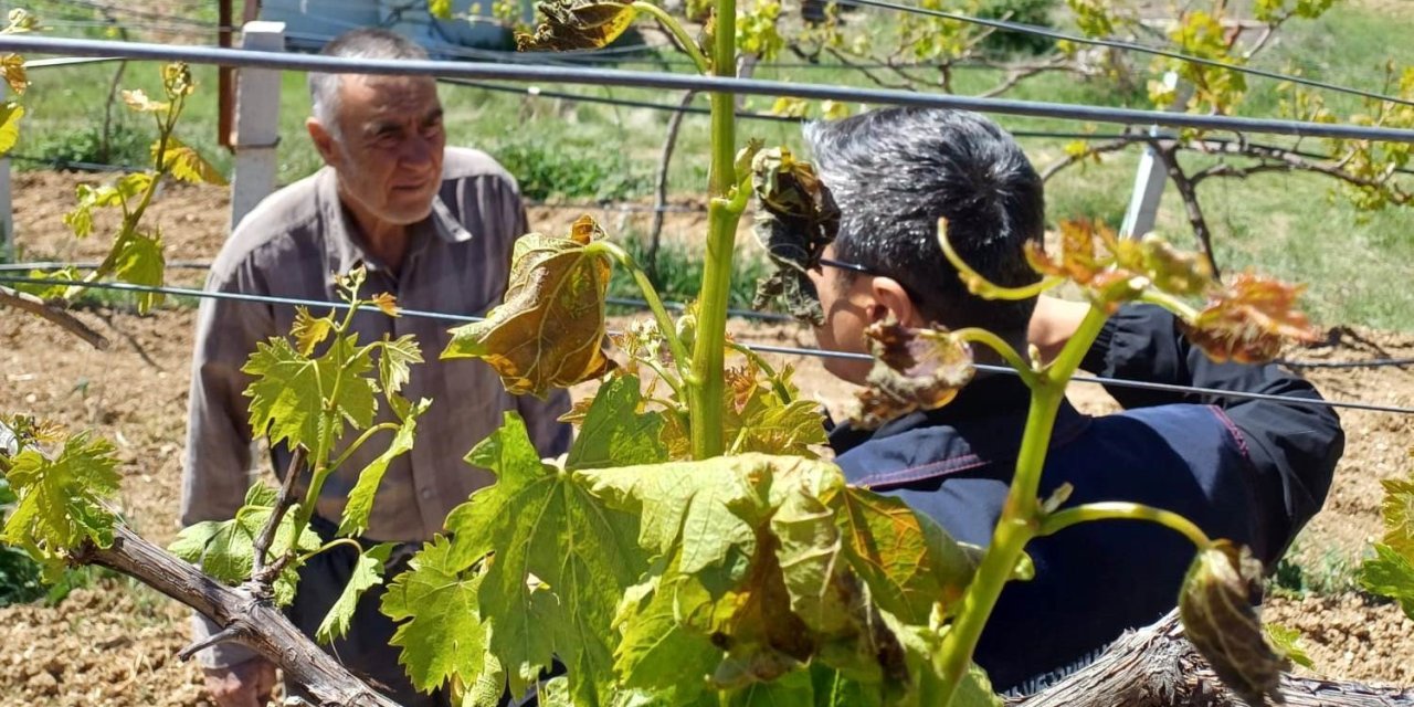 Kütahya İlçelerinde Zirai Don Olayı Nedeniyle Zarar Tespit Çalışmaları