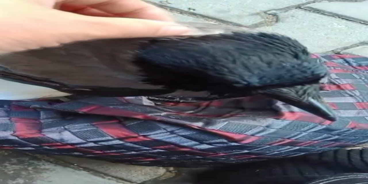 Vatandaş İle Karganın Dostluğu Tebessüm Ettirdi