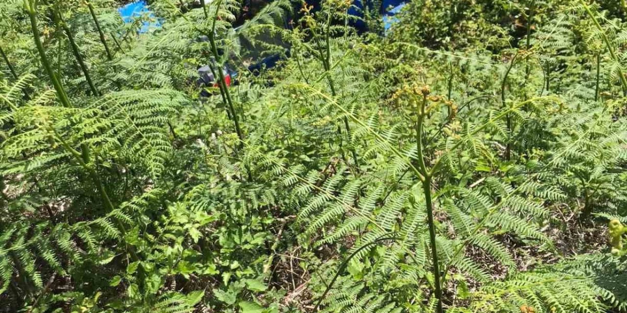 Alaplı’da Tarım Aracı Şarampole Uçtu: 1 Ölü