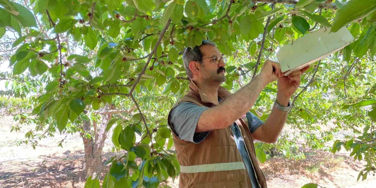 Sarıgöl’de Üreticiler Kiraz Sineğine Karşı Uyarıldı