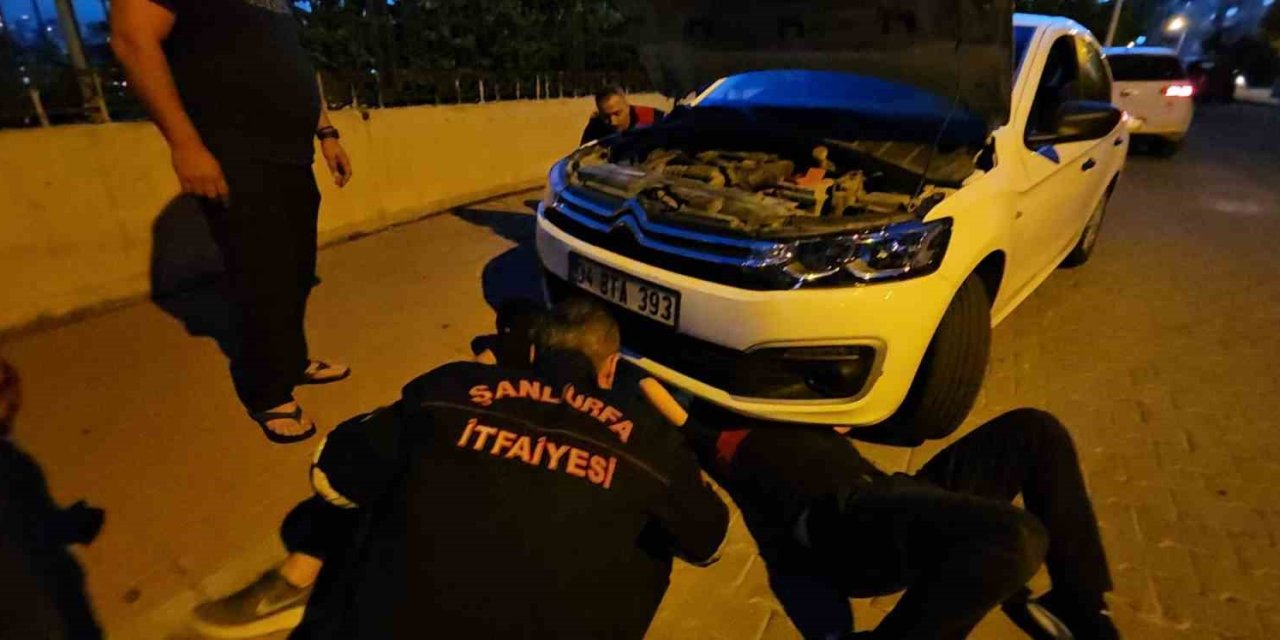 Şanlıurfa’da Otomobilin Motor Kısmına Sıkışan Kedi Operasyonla Kurtarıldı