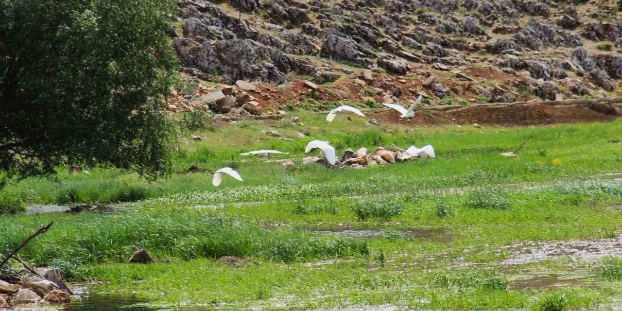 Kahramanmaraş’ta Mağaragözü Çayında Göçmen Kuşlar Görsel Şölen Oluşturdu