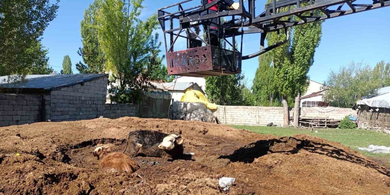 Ağrı’da Bataklığa Saplanan İnekler İtfaiye Ekipleri Tarafından Kurtarıldı