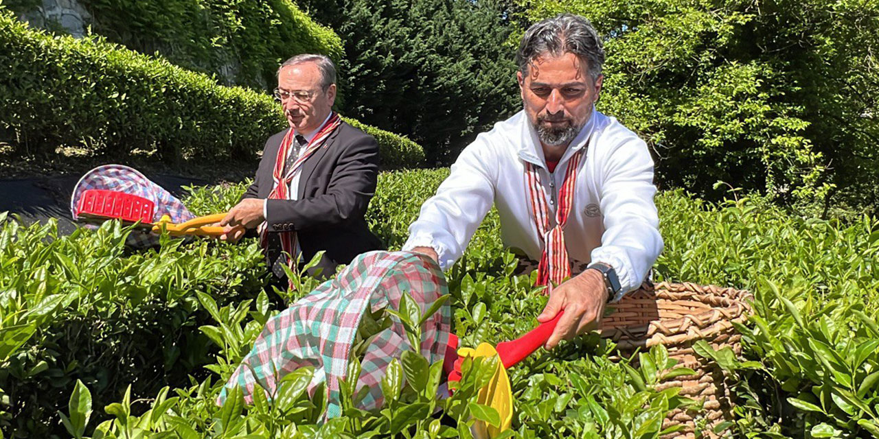 Çaykur Rizespor Teknik Direktörü İlhan Palut Çay Bahçesine Girdi, Çay Topladı