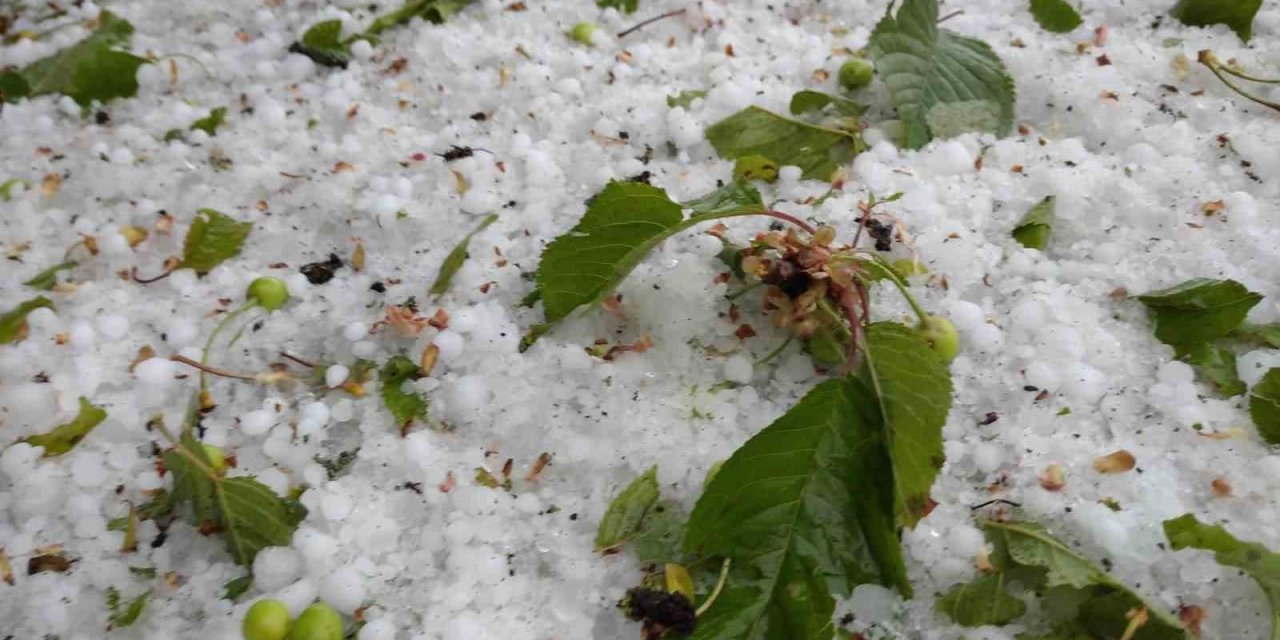 Domaniç’te Meyve Ağaçlarını Dolu Vurdu