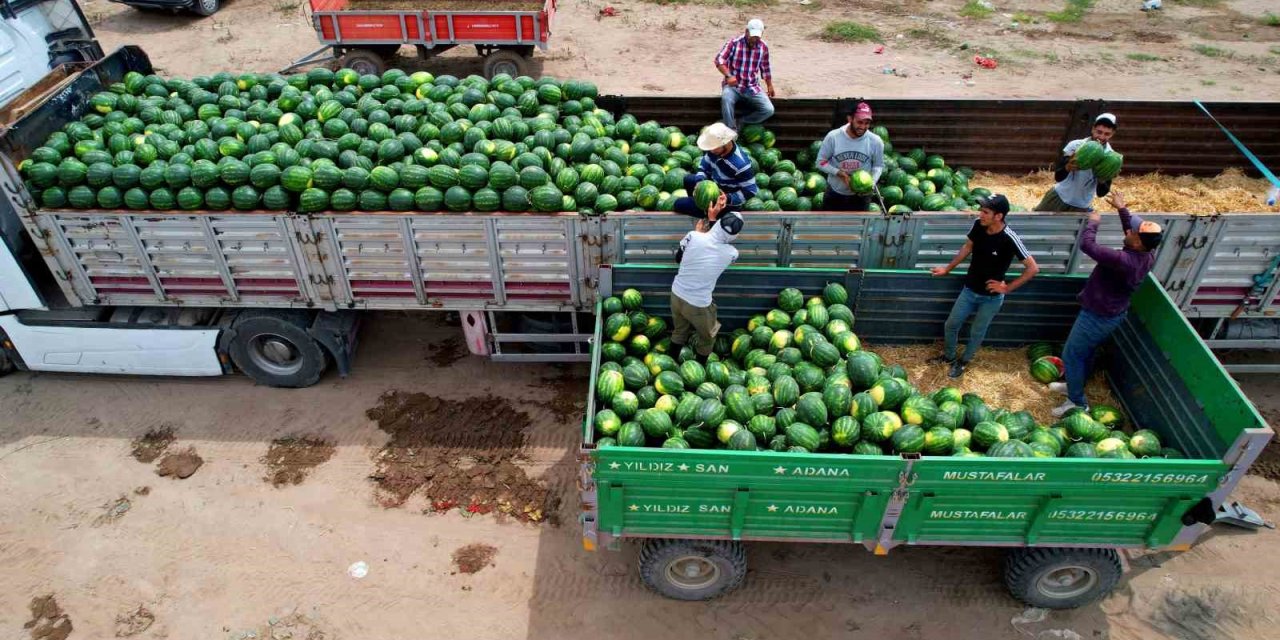 Adana’da Turfanda Karpuz Hasadı Başladı