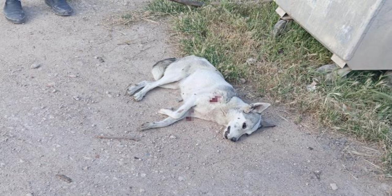 Yerleşim Yerine İnen Kurt 2 Çocuğa Saldırdı