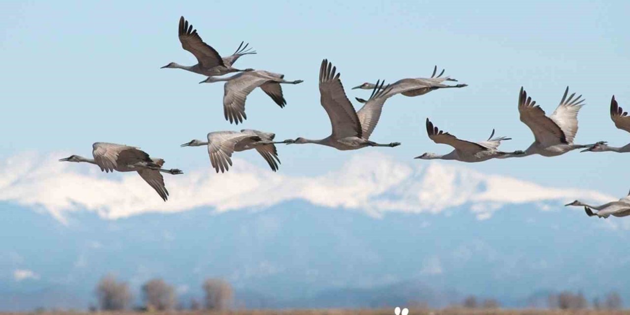 Oedaş ‘Can Dostlar’ Projesinin Kapsamını Genişletti