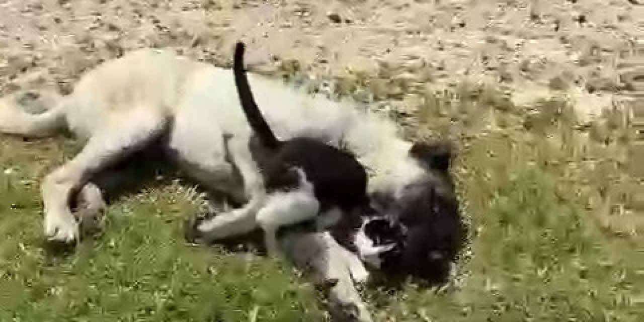 Elazığ’da Kedi İle Kangalın Dostluğu Tebessüm Ettirdi