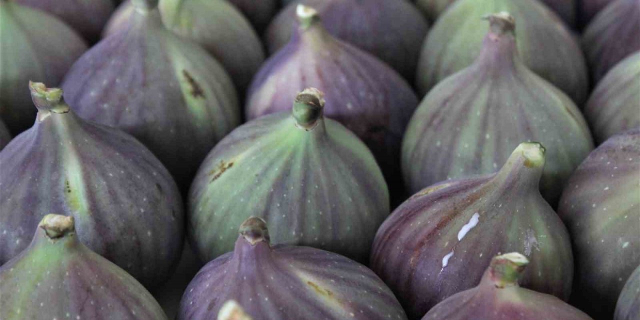 Bursa’nın ‘Kraliçe İnciri’ Japonya’ya Gidiyor