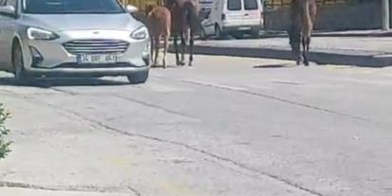 Ankara’da Yolda Dolaşan Sahipsiz Atlar Trafiği Tehlikeye Soktu