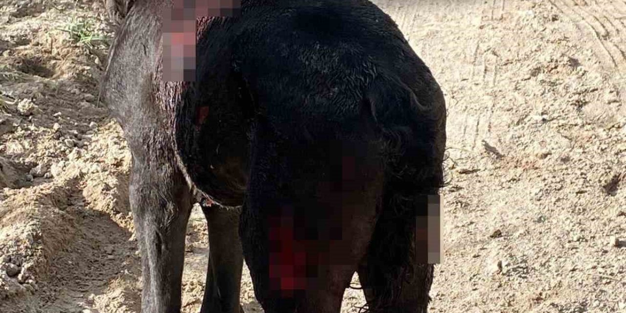 Sokak Köpekleri Atlara Saldırdı