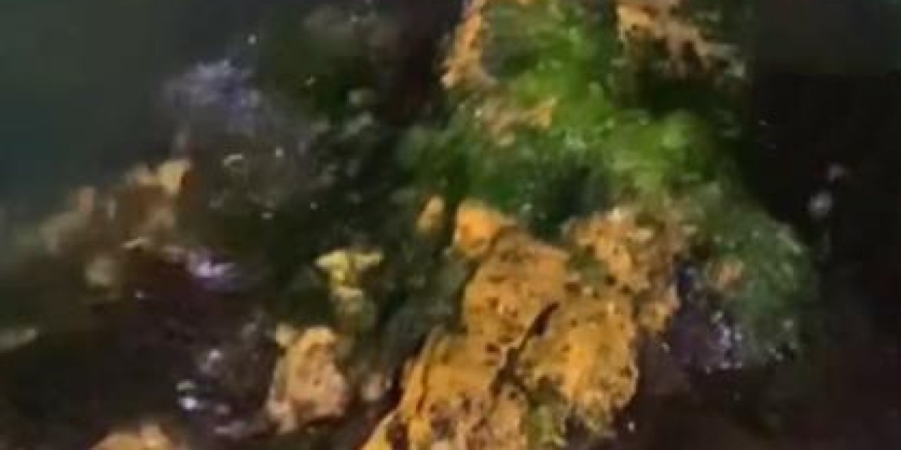 Yalova Kıyılarında 2 Su Samuru Görüntülendi