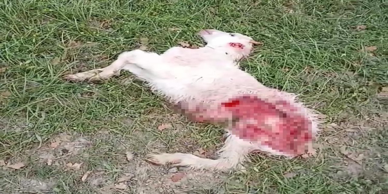 Babaeski’de Kurt Saldırısında 1 Koyun Telef Oldu