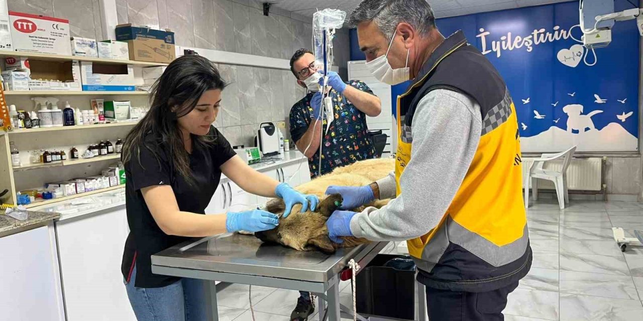 Kaza Sonucu Yaralanan Köpek İçin Herkes Seferber Oldu