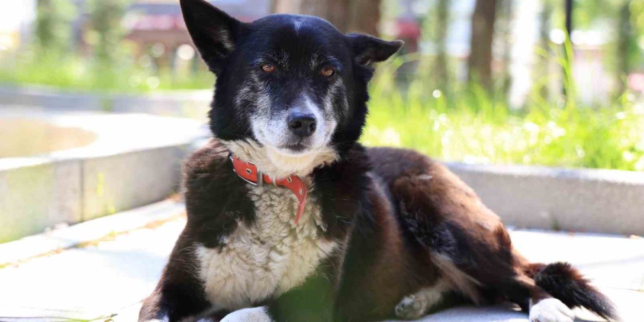 İşkenceye Maruz Kalan "Lokum" Hayata Tutundu