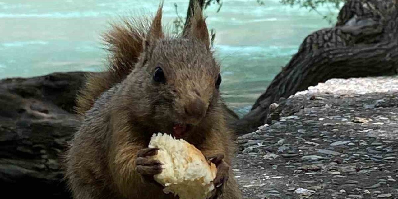 Yanına Kadar Gelen Sincabı Elleriyle Besledi