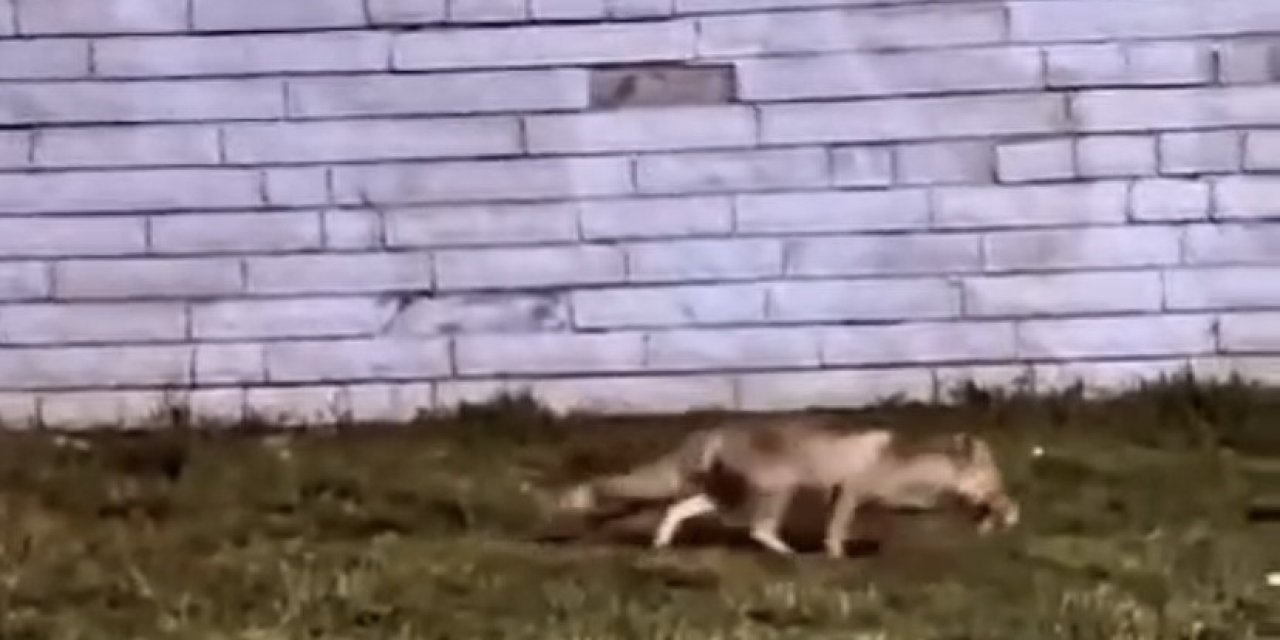 Aç Kalan Tilki Şehir Merkezine İndi
