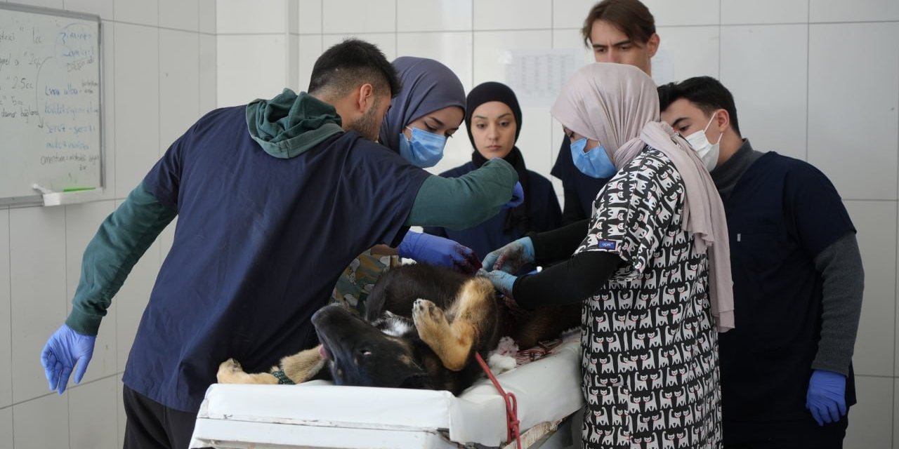 Sokaktaki Canlara Sadık Dostlara Barınakta Çiçek Gibi Bakılıyor