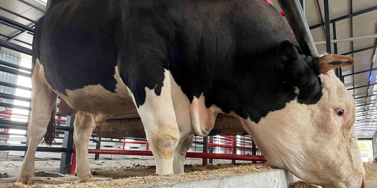 Bu Tosunun Fiyatı Da Ağırlığı Da Bir Otomobil Kadar: Tam 1,6 Ton