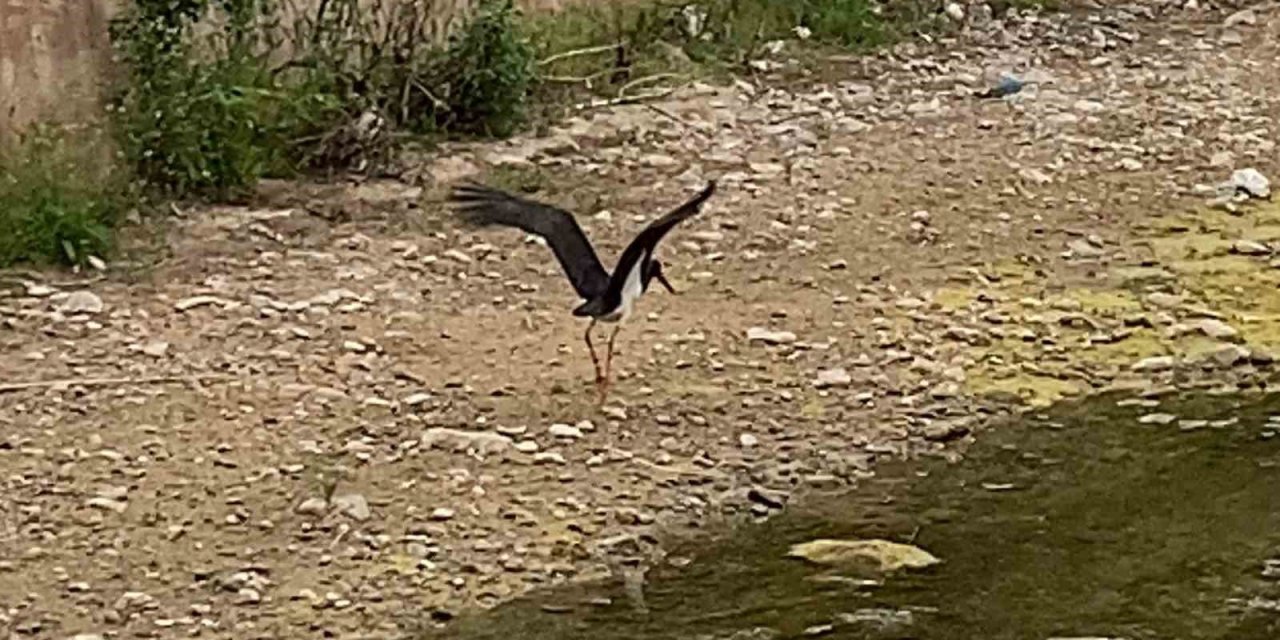 Çankırı’da Kara Leylek Görüntülendi