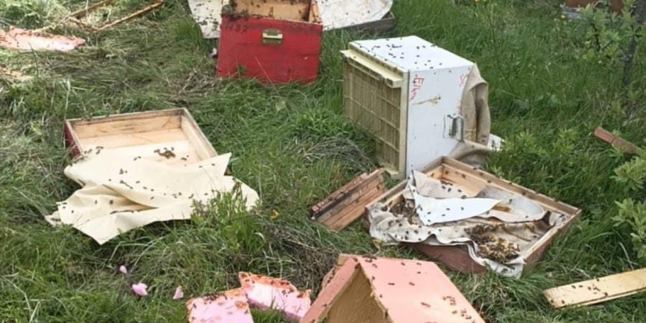 Ayılar 20 Arı Kovanını Parçaladı