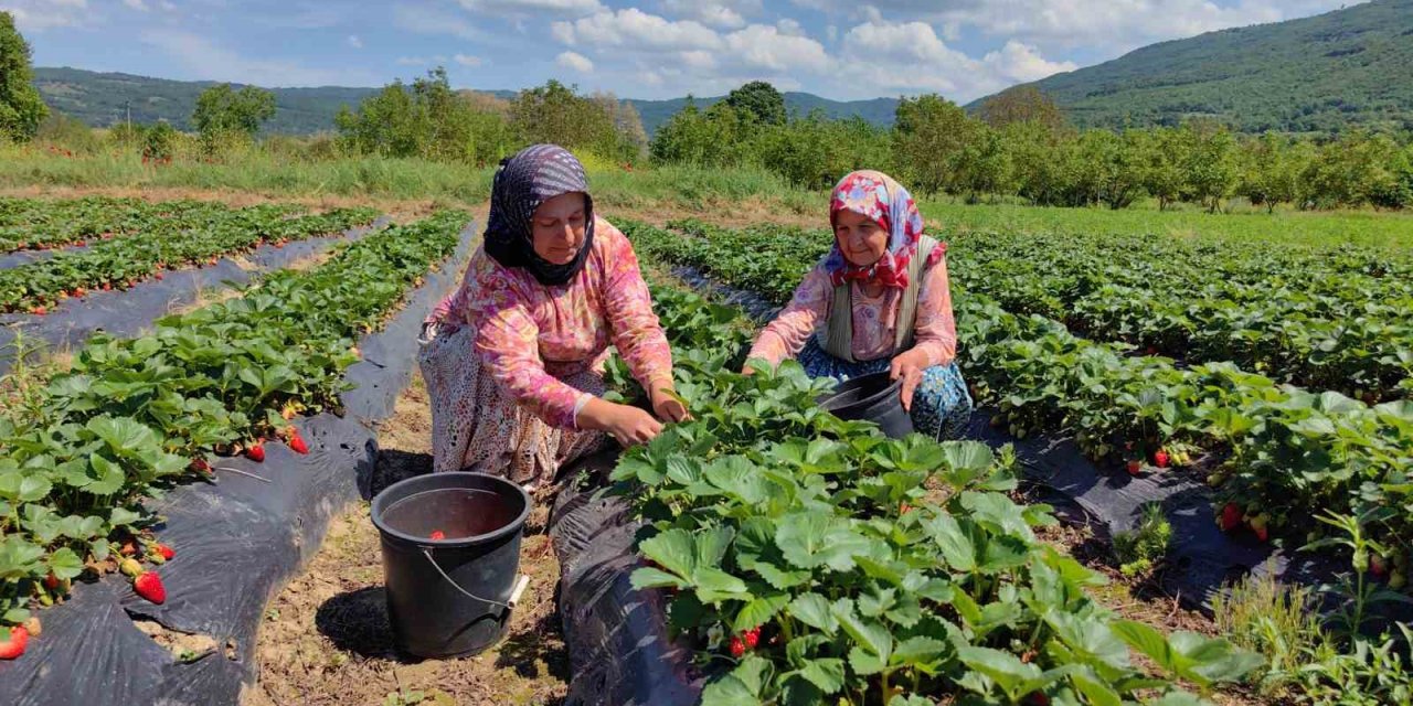 Çilek Köyünde Hasat Başladı