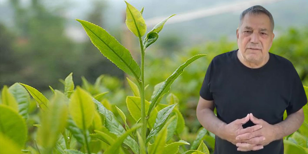 Rize Milletvekili Ocaklı: 100 Kg Yaş Çay Satan Üretici 2 Yıl Önce 233 Ekmek Alırken Bugün 150’ye Düştü
