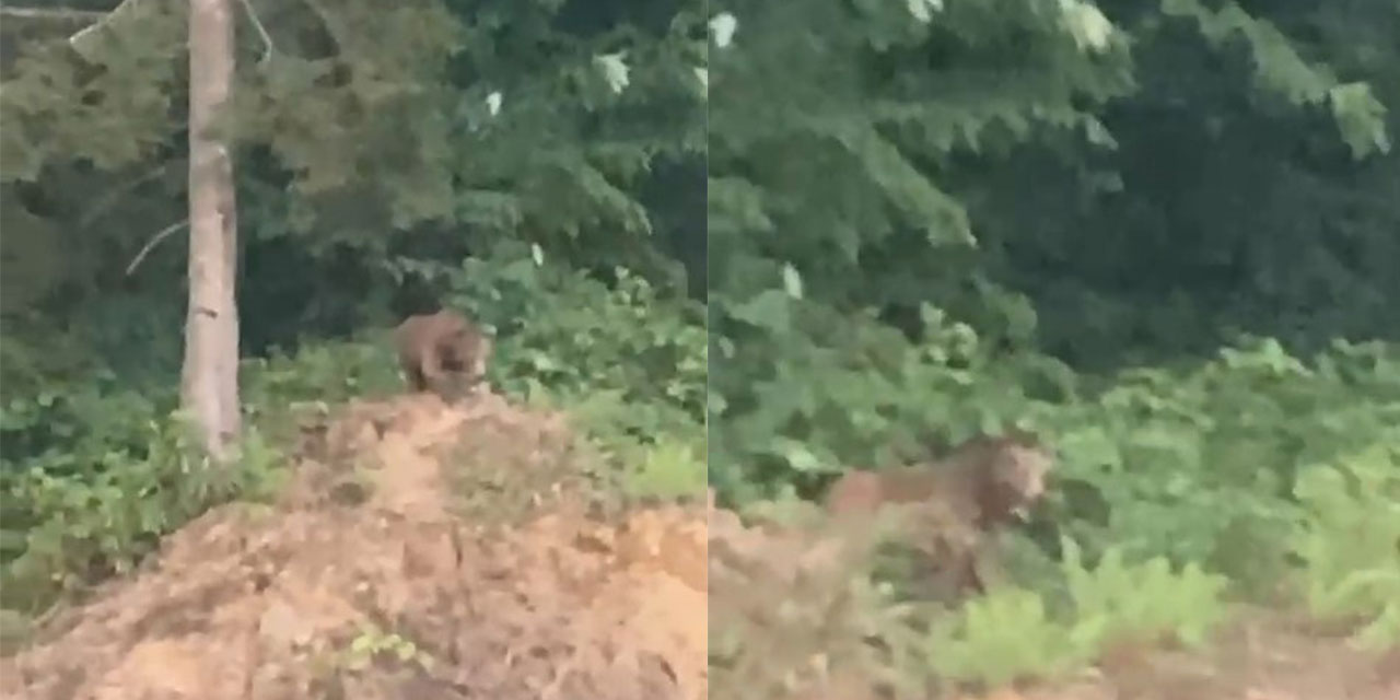 Rize'de Önüne Çıkan Ayıyı ‘Kışt’ Diyerek Kovmaya Çalıştı