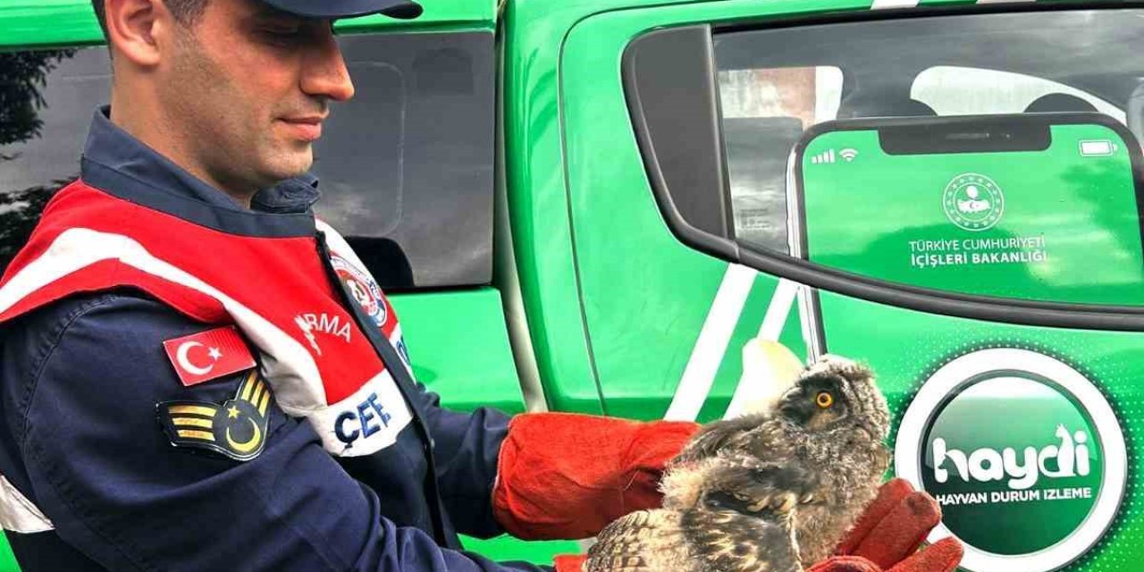 Ağrı’da Yaralı Halde Bulunan Baykuş Tedavi Altına Alındı