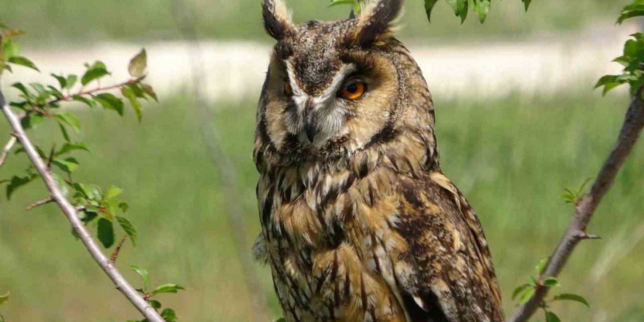 Prof. Dr. Aslan: “Van Gölü Havzası Bu Yıl Çok Sayıda Göçmen Kuşu Karşılıyor”