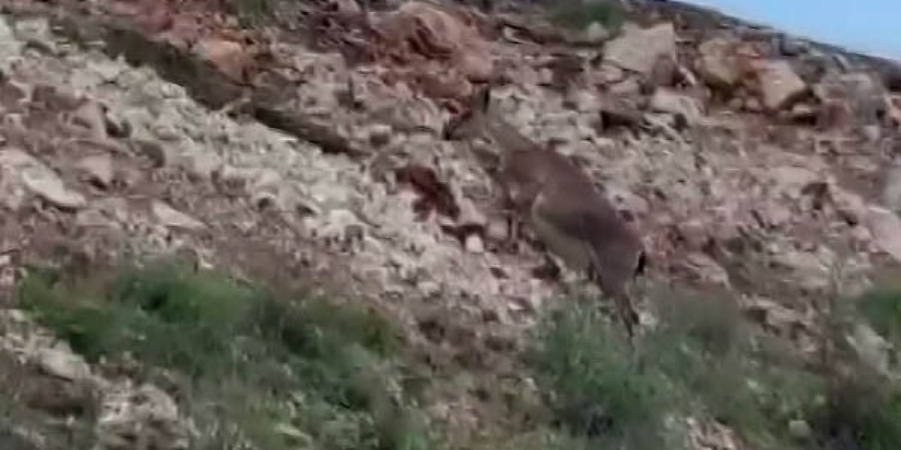 Malatya’da Yaban Keçileri Sürü Halinde Görüntülendi