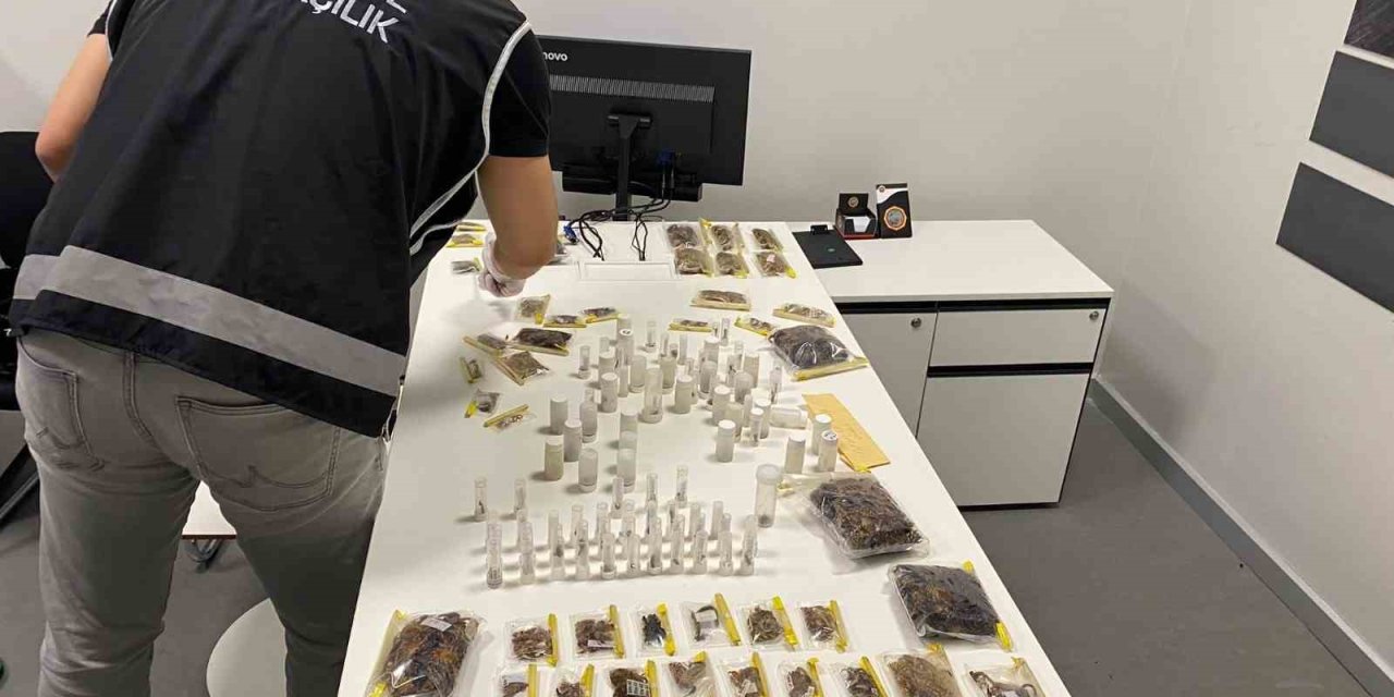 İstanbul Havalimanı’nda Kaçakçılık Operasyonu: Abd’li Müze Müdürü Tarantula Ve Akrep Kaçakçılığı Yaparken Yakalandı