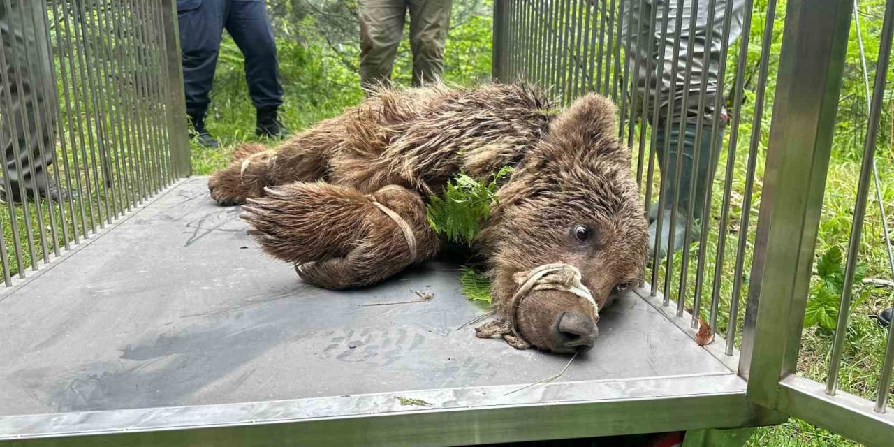 Uludağ’da Operasyonla Kurtarılan Ayı Karacabey Ayı Barınağına Götürüldü