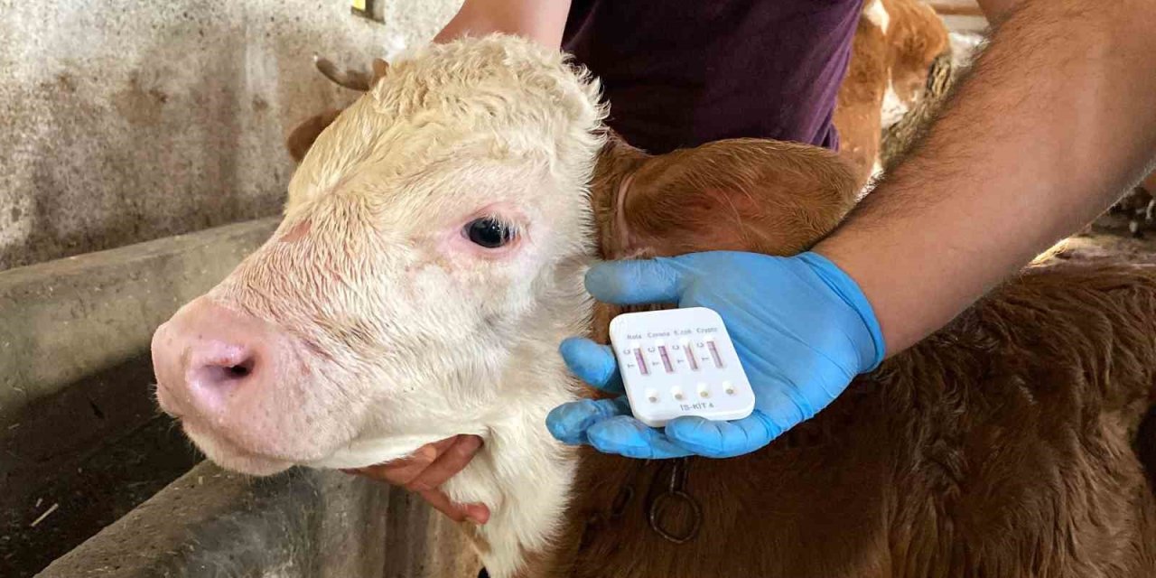 Türkiye’de İlk Kez Uygulanan Yöntemle Buzağı Ölümleri Yüzde 60’tan Yüzde 20’lere Geriledi